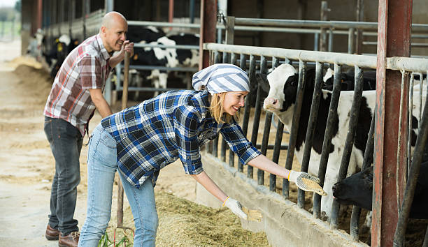 istock Farm employees in livestock barn 594077590