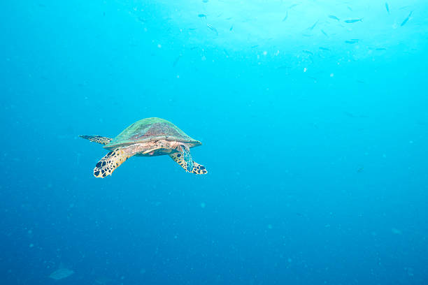 istock Sea Turtle and reef coral 594077762