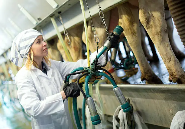Female technician working with milking machines in cows barn