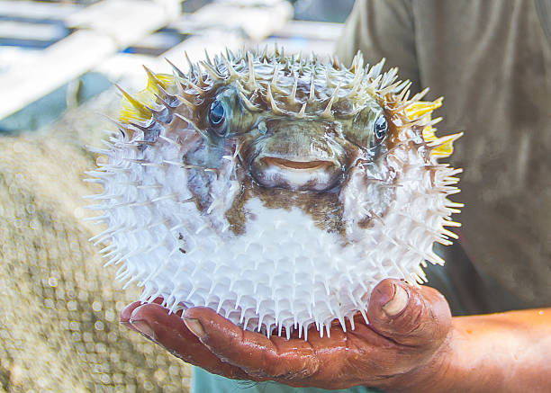 istock Fisherman holding wet live puffer fish in hand 594078626
