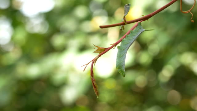 Green Hornworm Caterpillar Hanging from Vine
