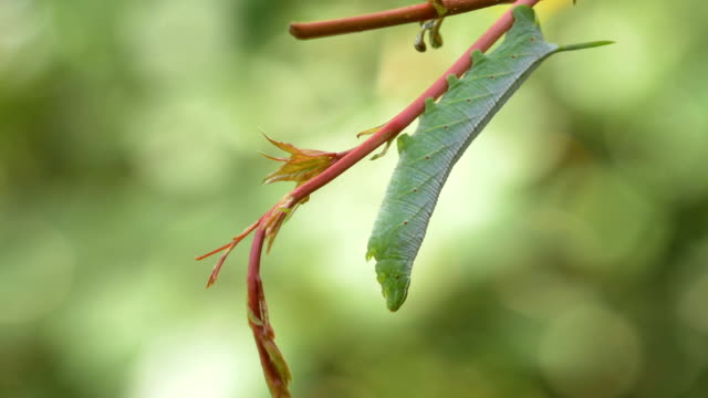 Green Hornworm Caterpillar Hanging from Vine, Close, 4K