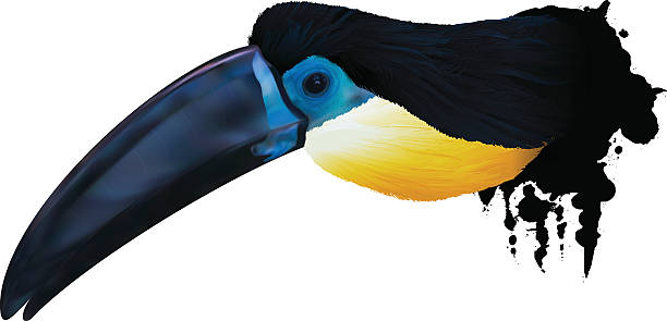 Channel-billed toucan illustration An illustration of a channel-billed toucan with spots from paint. channel billed toucan stock illustrations