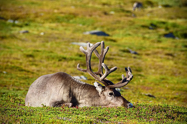 A wild reindeer takes a break from grazing to rest in the green fields above Hammerfest, Norway.