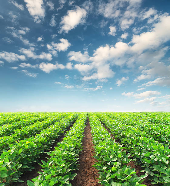 paesaggio agricolo  - field vertical agriculture crop foto e immagini stock