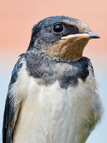 istock Portrait Sand Martin 594449522