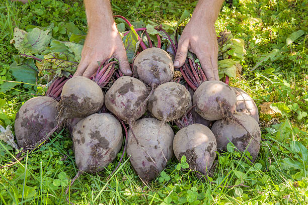 Hands holding a large, beautiful grown beets in the garden.
