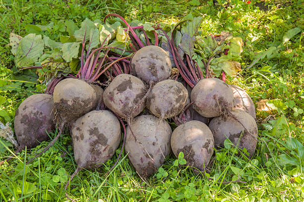 Large, beautiful grown beets just pulled out of the furrows.