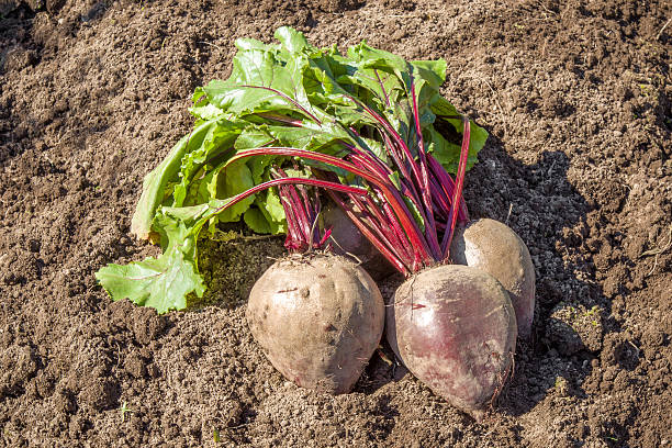 Large, beautiful grown beets just pulled out of the furrows.