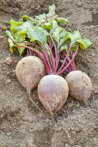 Large, beautiful grown beets just pulled out of the furrows.