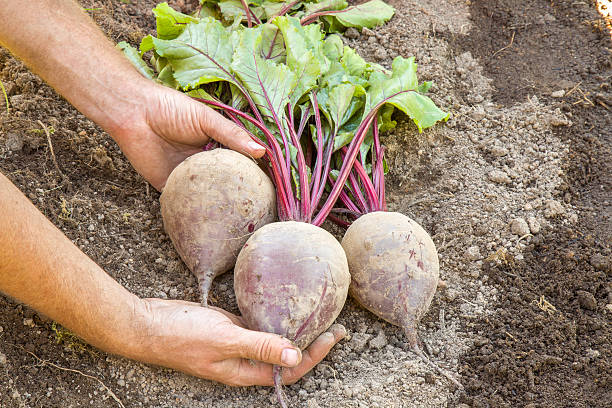 istock Hands holding a large, beautiful grown beets in the garden. 594451194
