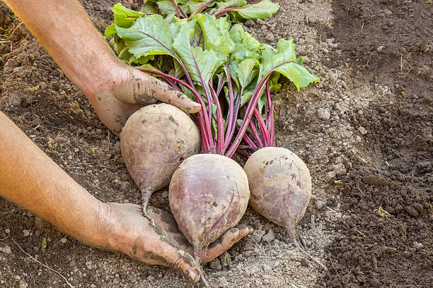 istock With the ground dirty hands hold a large, grown beets. 594451246