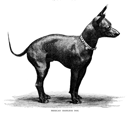Mexican hairless dog - Scanned 1886 Engraving