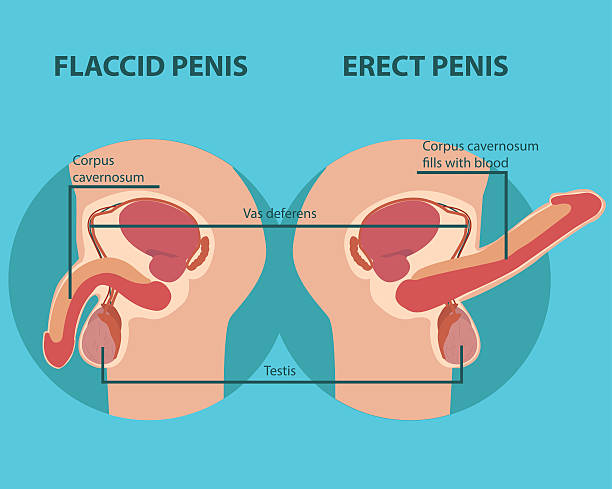 ilustrações de stock, clip art, desenhos animados e ícones de erection of male sex organ penis - condom penis sex vector