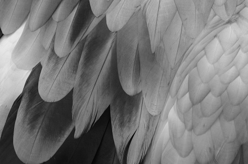 Bird feather in black and white