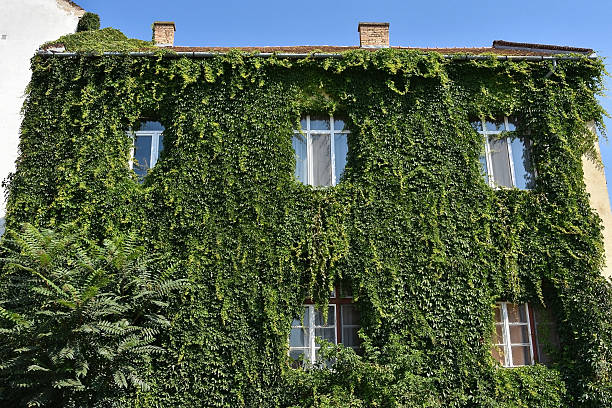 istock House wall covered with climbint plant 594452680