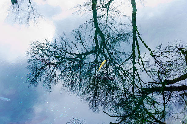 istock Wakuike Pond, Oshino-Hakkai 594453678