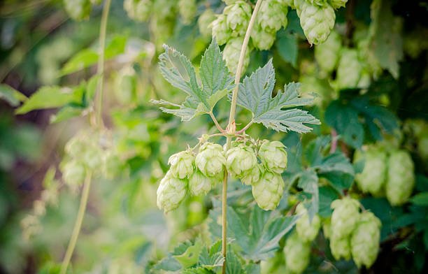 istock Thickets of hops in the garden 594453892