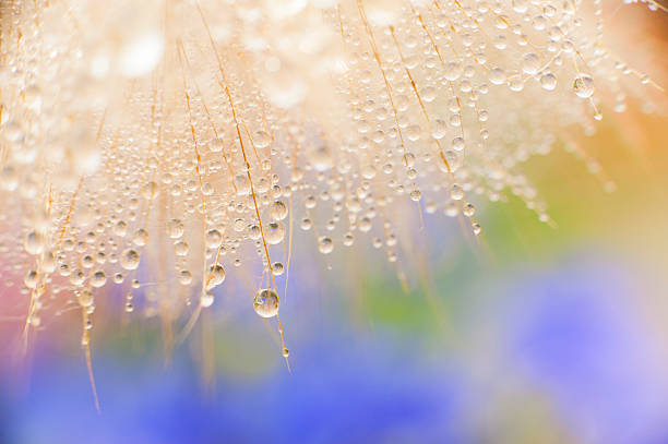 bubbles in the garden - dandelion water flower abstract stock-fotos und bilder