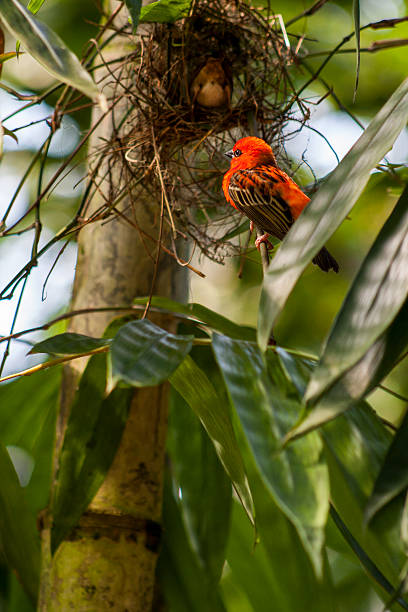 istock Red Cardinal Fody building nest 594454858