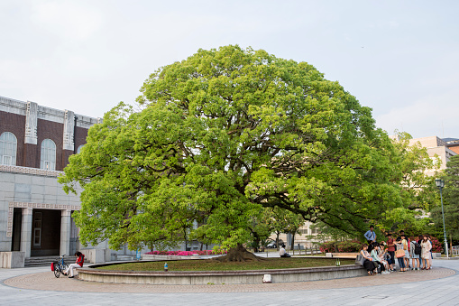 kyoto, japan - May 28, 2016: People are gathered under old wisdom tree at kyoto-university  campus in kyoto  japan