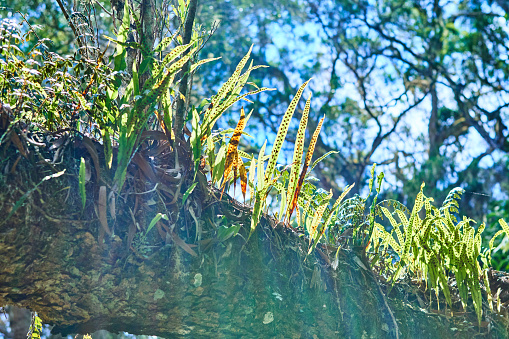 Epiphytes In Mafare rainforest in Reunion Island.