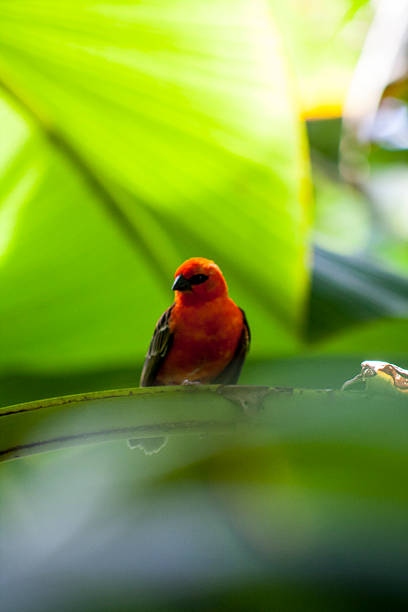 istock Red Cardinal Fody hiding 594455470