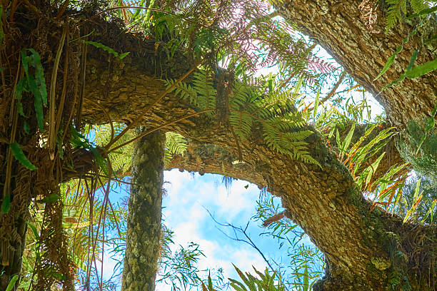 Epiphytes In Mafare rainforest in Reunion Island.