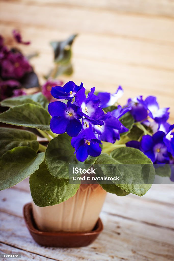 Flowers of Saintpaulia African Violet houseplant African Violet Stock Photo