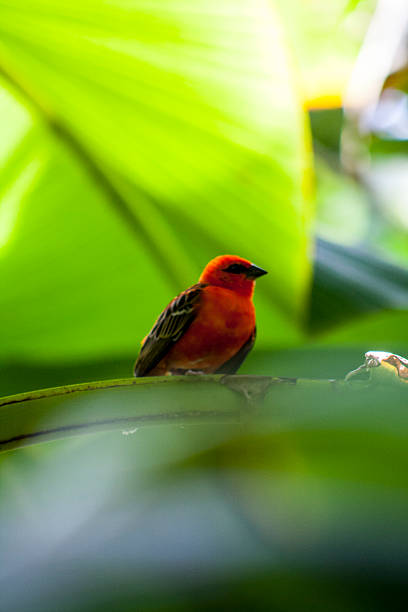 istock Red Cardinal Fody hiding 594455736