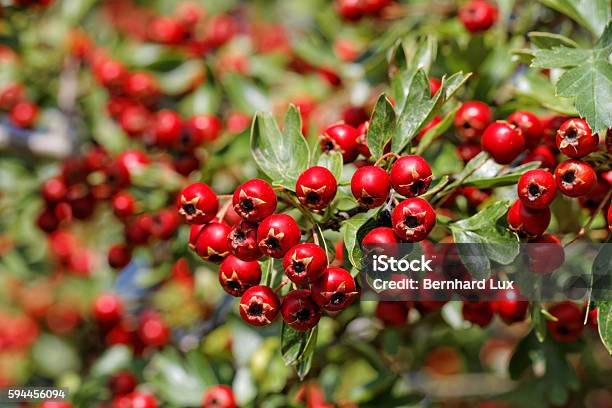 Zweig Des Weißdorns Mit Reifen Früchten Stockfoto und mehr Bilder von Ast - Pflanzenbestandteil - Ast - Pflanzenbestandteil, Baum, Blatt - Pflanzenbestandteile