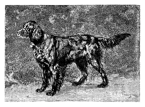 Gordon Setter - Scanned 1886 Engraving