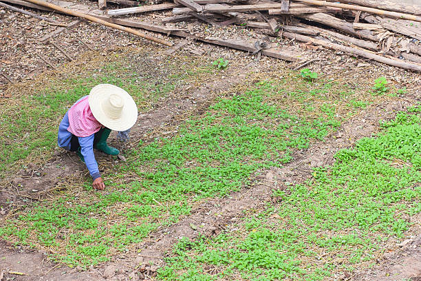 istock Unrecognizable woman Planting a Garden. 594456510