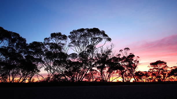 istock Morning time in Australian outback 594457198