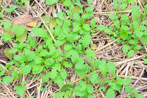 istock sweet basil tree in vegetable garden 594457430