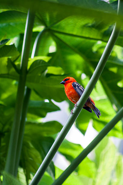 istock Red Cardinal Fody Male 594457548