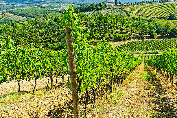 istock Vineyard in the Autumn 594458254