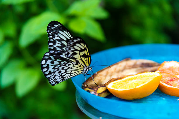 Macro of colorful butterfly on sliced orange Tree Nymph butterfly feeding on oranges butterfly on fruit stock pictures, royalty-free photos & images