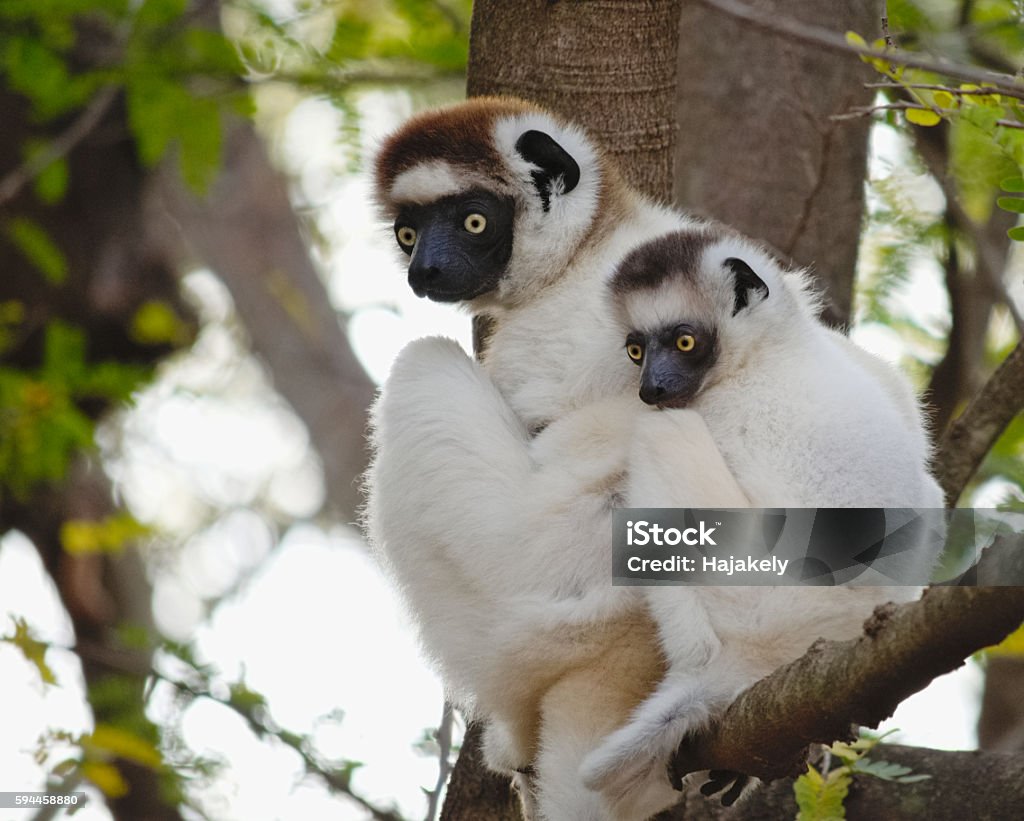 Verreaux's Sifaka, Propithecus verreauxi, with baby in their natural habitat Verreaux's Sifaka, Propithecus verreauxi, is also called the dancing sifaka or dancing lemur because of the way it is moving across open area, just like dancing Madagascar Stock Photo