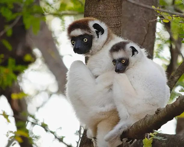 Verreaux's Sifaka, Propithecus verreauxi, is also called the dancing sifaka or dancing lemur because of the way it is moving across open area, just like dancing