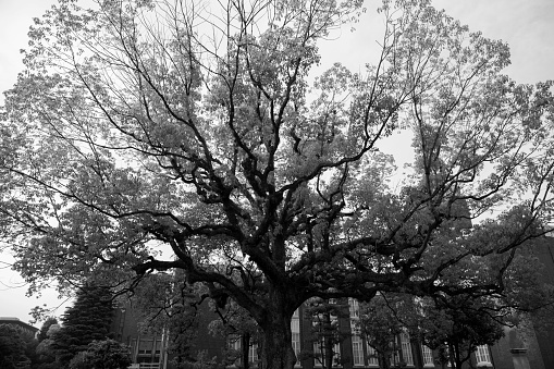 kyoto, japan - May 28, 2016: old wisdom tree at kyoto-university  campus in kyoto  japan