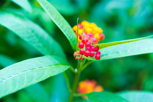 Macro of colorful flowers horizontal