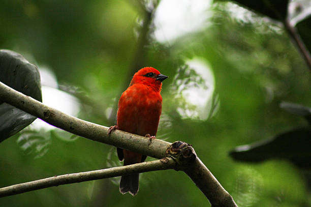 istock Red Cardina Fody Male 594460076