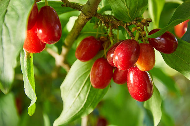 istock Red berries of cornel or dogwood 594461014