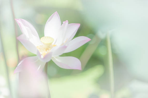istock Beautiful lotus or water lily flower. 594462838
