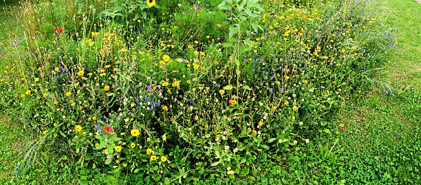 istock meadow with a lot of colored flowers, panoramic 594463312