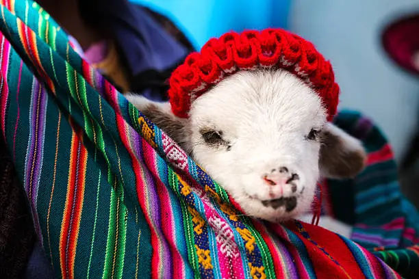 Close up shot of a colorful baby alpaca and Peruvian fabrics. Shot in Cusco with macro lens. 