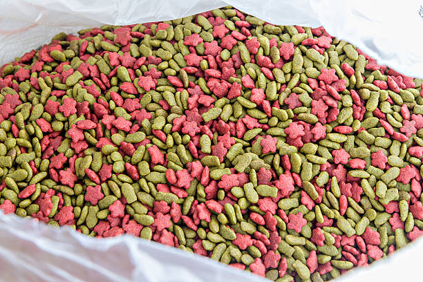 istock Cat feeds or dog feeds in a sag 594463604