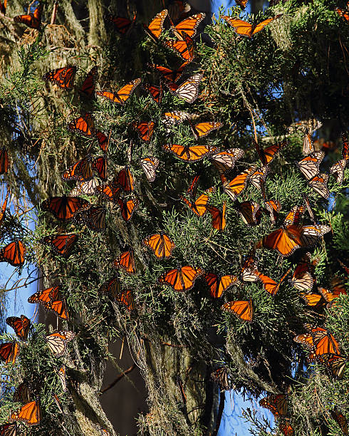 istock Wintering Monarch Butterflies 594463620