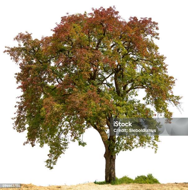 Colorful Pear Tree Or Pyrus Communis Isolated On White Stock Photo - Download Image Now